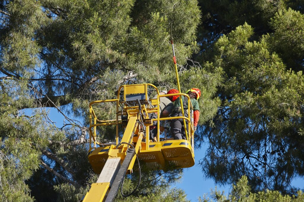 Tree work, pruning operations. Crane and pine wood forest