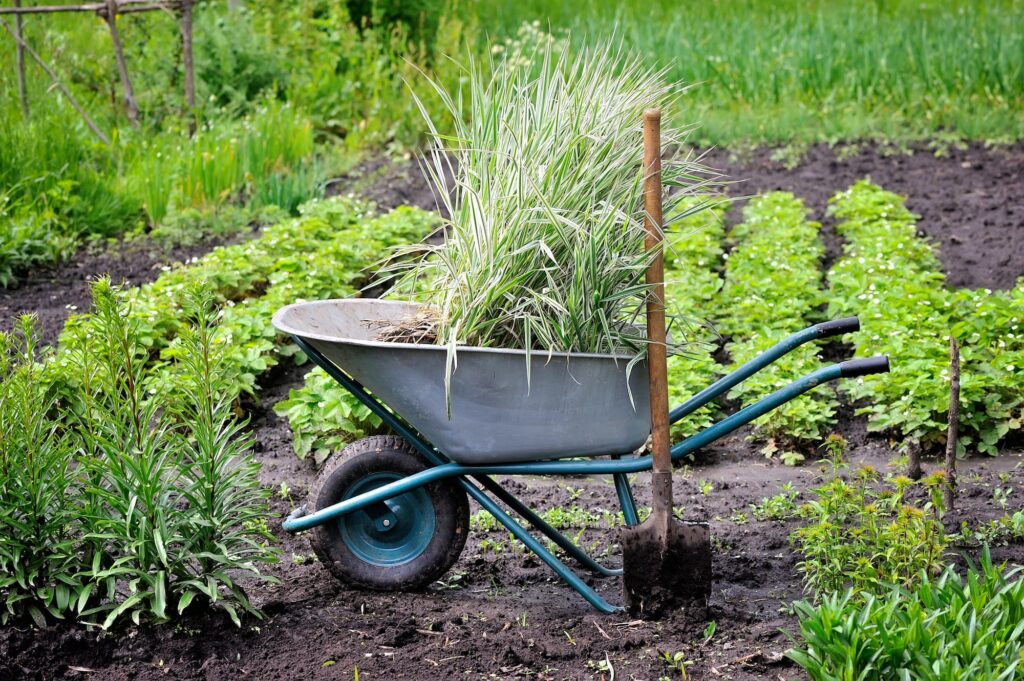 Wheelbarrow full with decorative sedges (Reed canary grass) and